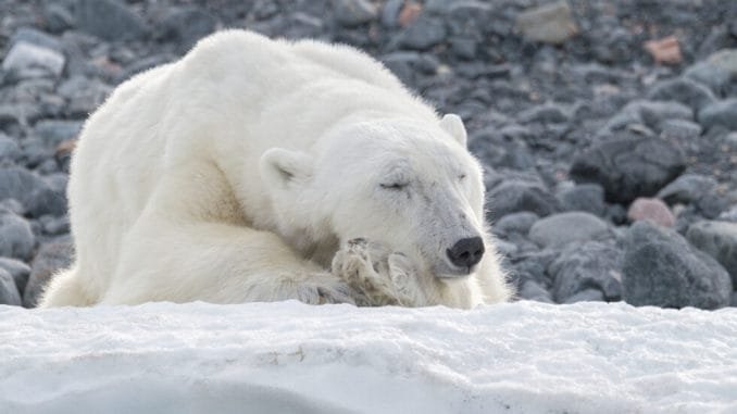 What Traders Can Expect In The 'Longest' BTC Bear Market Bitcoin