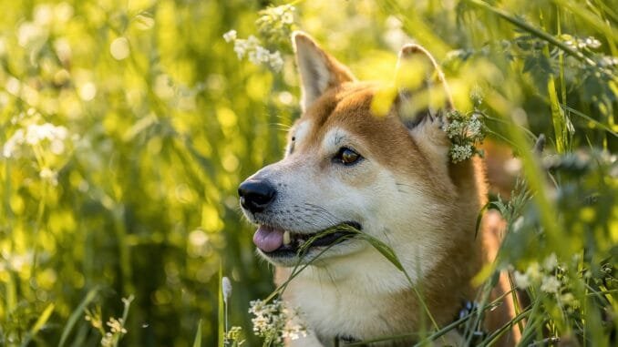 Here's Why The Dogecoin And XRP Prices are Jumping Again Dogecoin