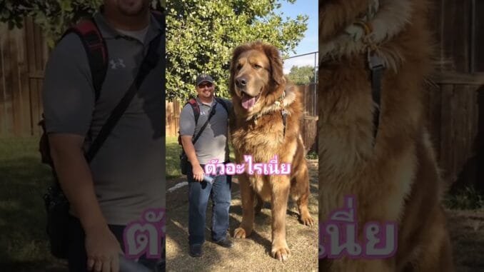 คงไม่ใช่Aiน้ะ #หมา #doglover #lovedog #funnyshorts #news