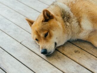 Shiba Inu