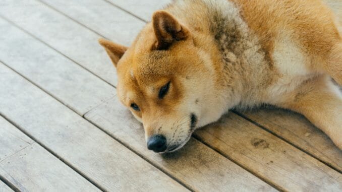 Shiba Inu Investor Fumbled $882 Million Bag, Here’s How Shiba Inu