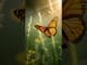 Butterfly#DreamScreenAI #ai videos #ai trends #ai news #animals #viralvideo #cute