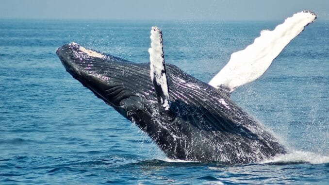 Bitcoin Whales Go Shopping: 10,000 BTC Accumulated In 3 Days Bitcoin