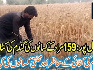 Wheat Harvesting in Hasilpur 159 Murad | Digital Khabarnama AI News