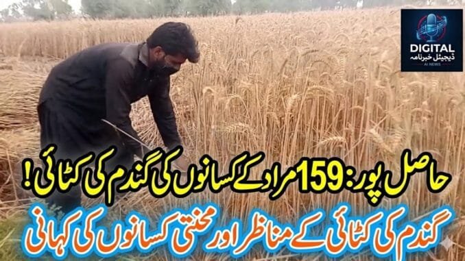 Wheat Harvesting in Hasilpur 159 Murad | Digital Khabarnama AI News