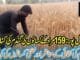Wheat Harvesting in Hasilpur 159 Murad | Digital Khabarnama AI News