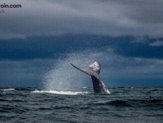 Ethereum Whale Dumps 20,000 ETH for $41.18M in a Single Hour as $2,000 Support Emerges