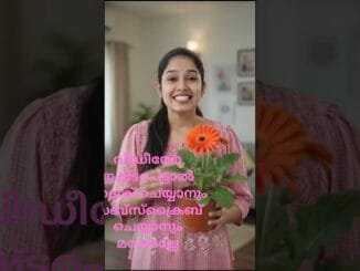 AI jerabera കെയർ ടിപ്സ് #plants #feedshorts #garden #beginners