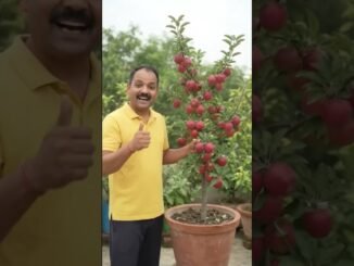 देशी जुगाड़ 🤯#shorts #viralvideo #trending #facts #ai #news #farming #viralupdate #viralpost #fyp #yt